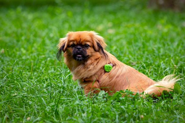 Red Pekingese puppy playing on the green grass..