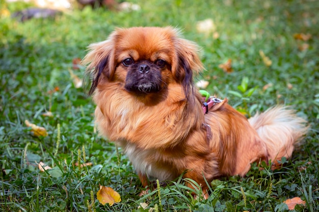 Red Pekingese puppy playing on the green grass...