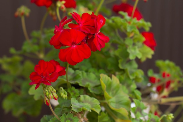 Red pelargonium flower in a pot in the yard