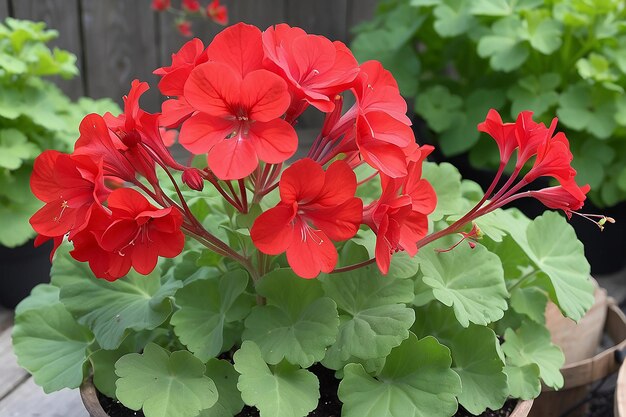 Red pelargonium in the garden