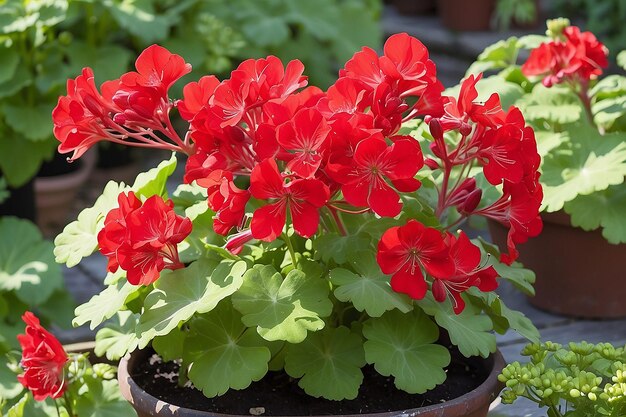 Photo red pelargonium in the garden