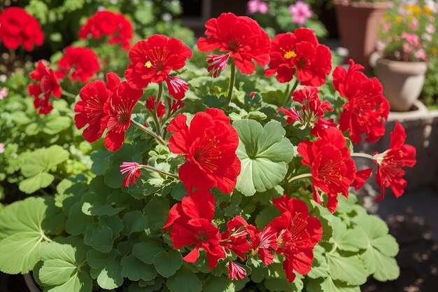 Photo red pelargonium in the garden