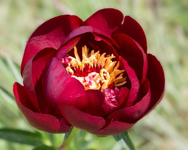 Photo red peonies in the garden blooming red peony