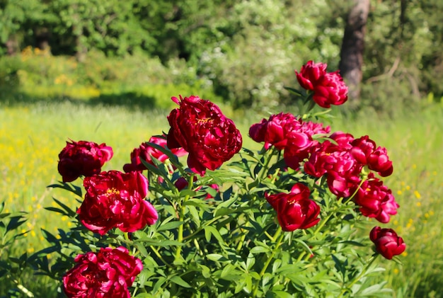 庭の背景に選択的に焦点を当てた赤い牡丹の茂みlatPaeoniaChocolate Soldier paeonia