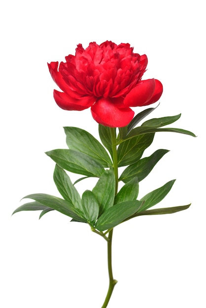 Red peony flower isolated on white background Floral pattern object Flat lay top view