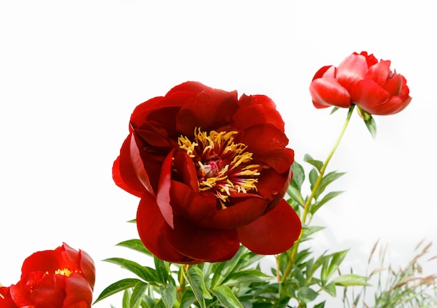 Red peony flower isolated on white background