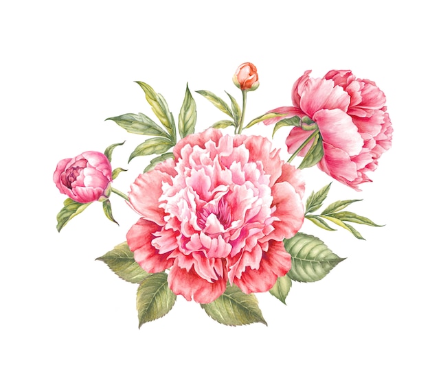 Red peony flower watercolor illustration.