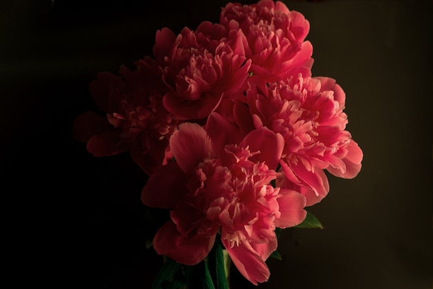 Red peony flowers on black background