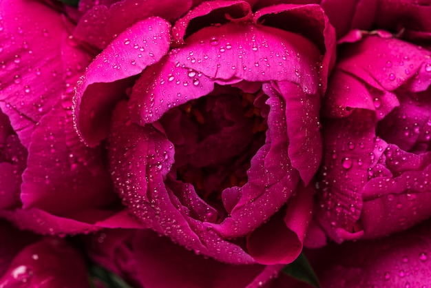 Red peony flowers bouquet with water drops