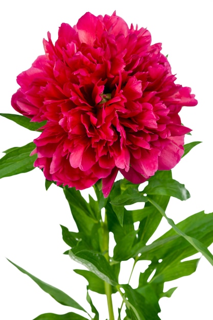 Red peony isolated on the white background