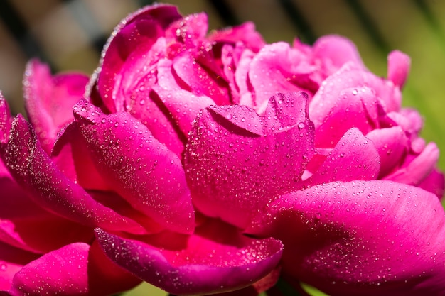 Photo red peony