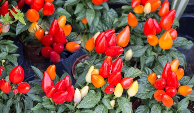 Red pepper plant found at the market