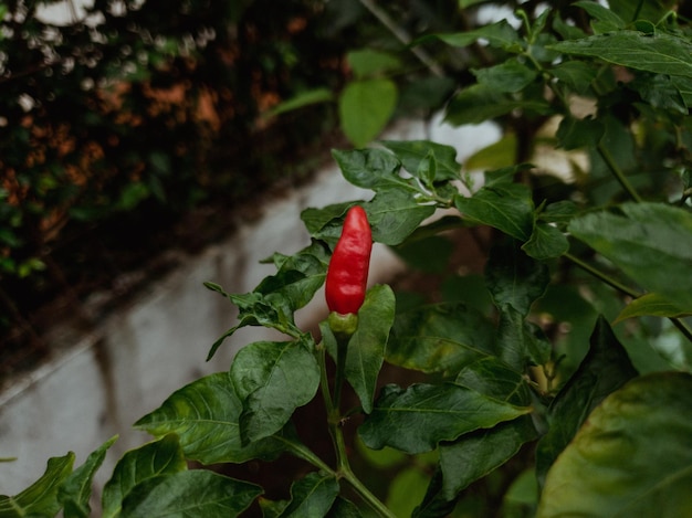 red pepper on the tree 