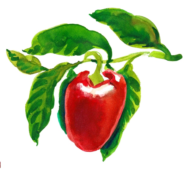 A red pepper with green leaves and the word bell pepper on it