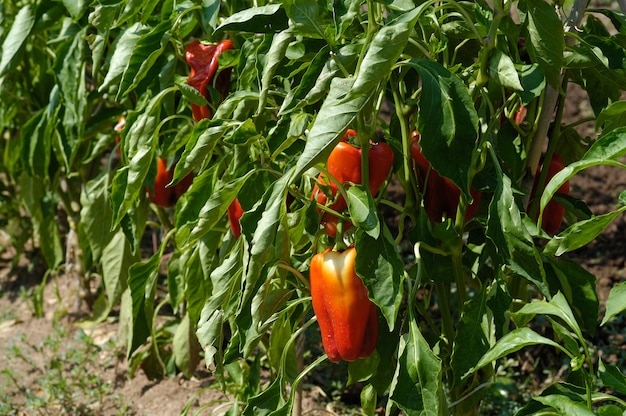 Red peppers hanging on plant