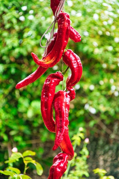 Red peppers the orchard