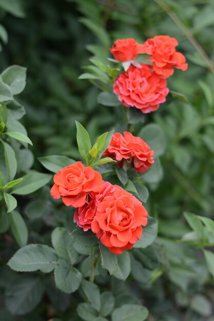 Red perfect roses