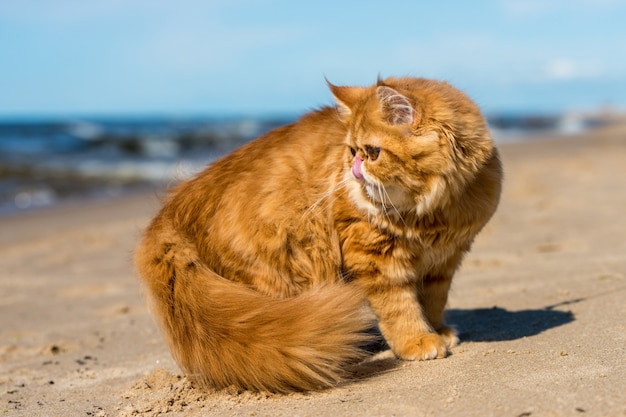 赤いペルシャ猫がバルト海のビーチに座っています