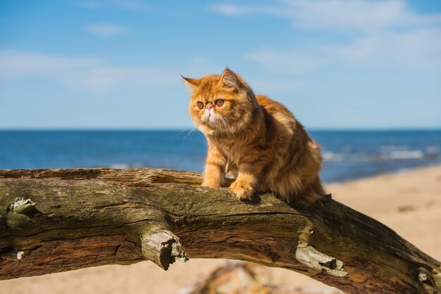 赤いペルシャ猫がバルト海のビーチに座っています