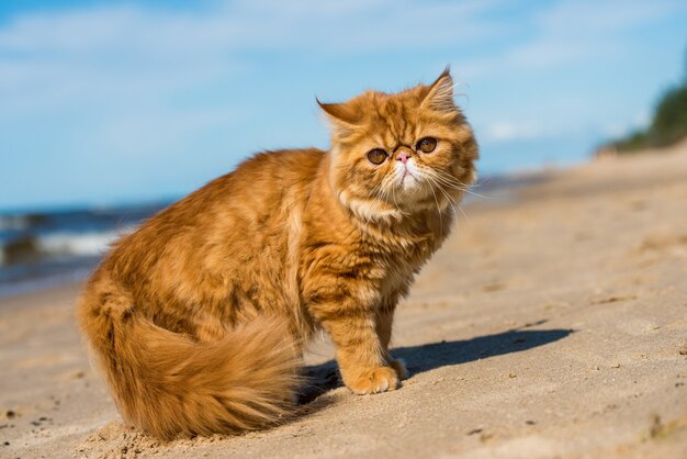 赤いペルシャ猫がバルト海のビーチに座っています