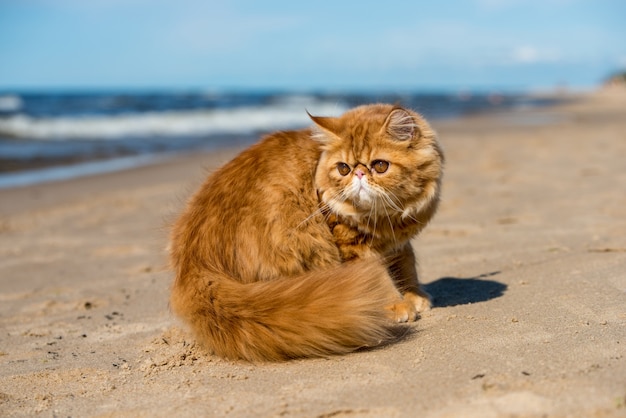 Il gatto persiano rosso è seduto sulla spiaggia del mar baltico