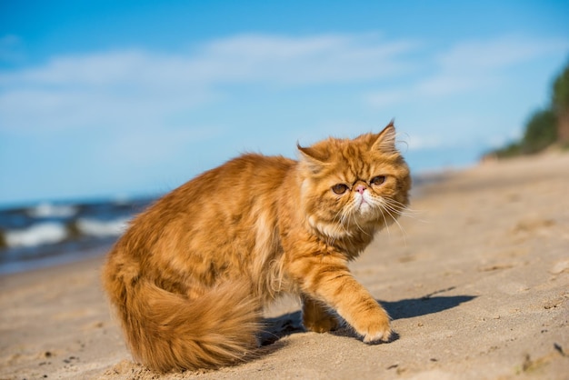 Il gatto persiano rosso è seduto sulla spiaggia del mar baltico