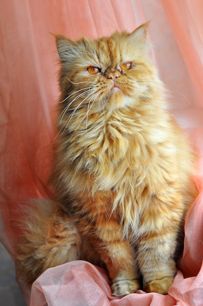 Red Persian cat on pink background