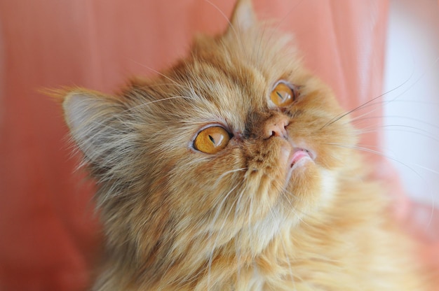 Red Persian cat portrait on pink background