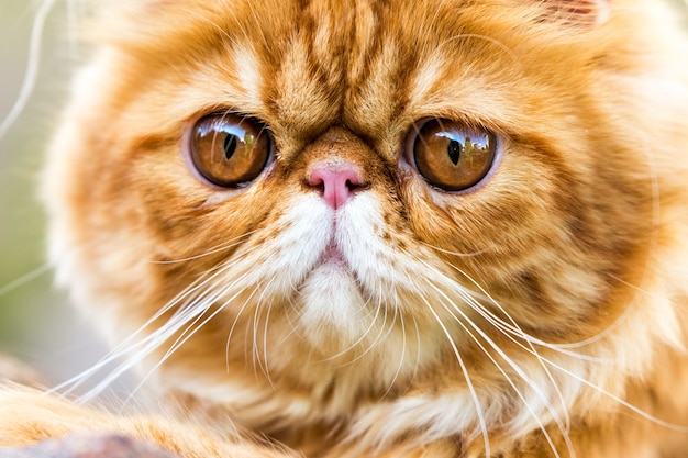 Red persian cat portrait with big orange round eyes