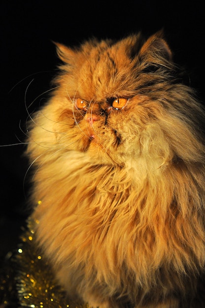 Photo red persian cat portrait with garlands on new year and christmas