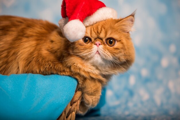 Red Persian cat in red Santa Claus hat on a blue Christmas background with snow