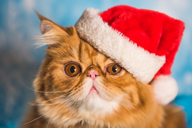 Red Persian cat in red Santa Claus hat on Christmas