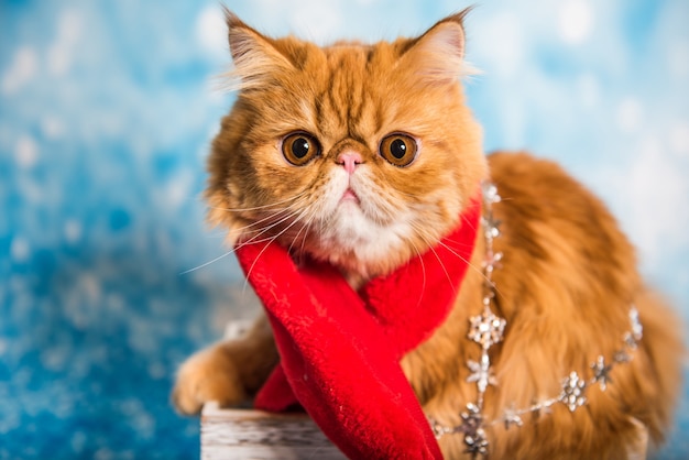 Красный персидский кот в красном шарфе Деда Мороза на Рождество
