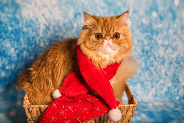 Red persian cat in red santa claus scarf on christmas