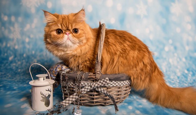 Red persian cat sitting in basket on christmas