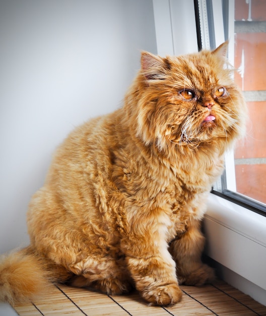 Gatto persiano rosso che si siede sul davanzale della finestra