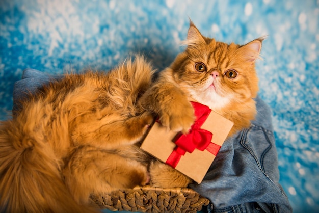 Red persian cat with gift box on christmas