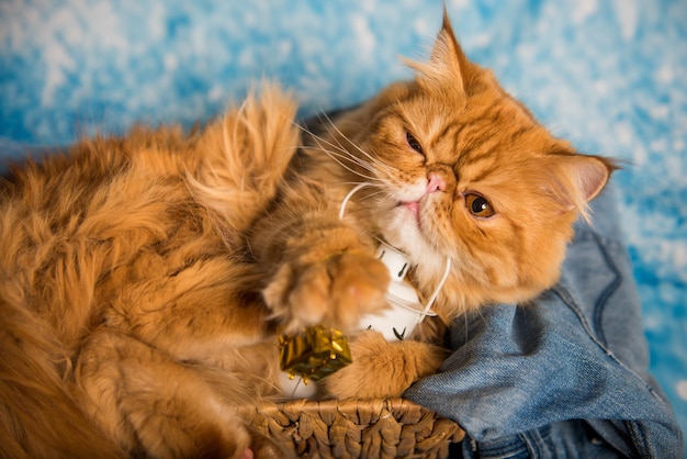 Red persian cat with lantern on christmas