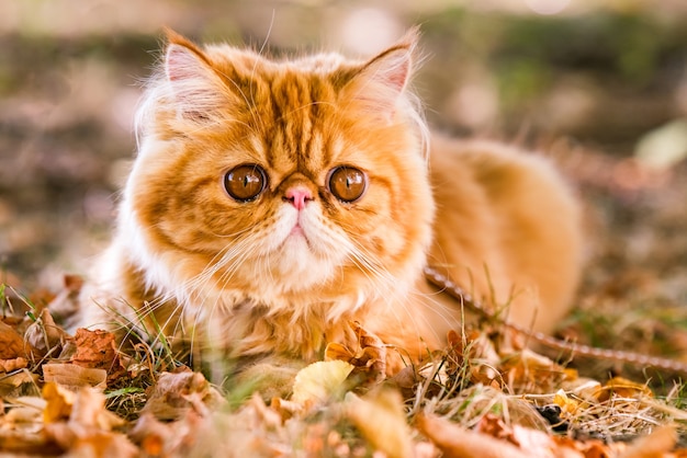 Красный персидский кот на поводке гуляет во дворе