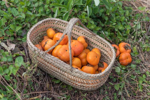 The red persimmons in the basket on the grass