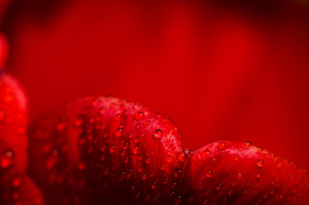 Red petal of tulip in macro with drops of water Flowers after rain Red background with texture of petal