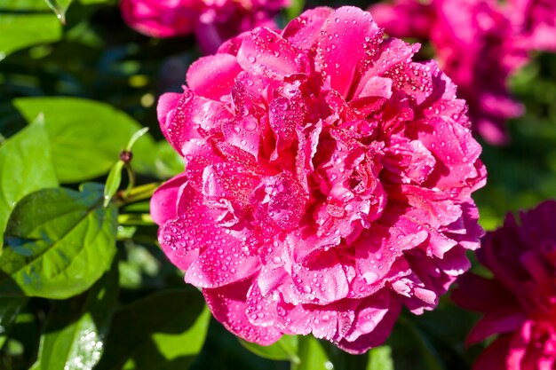  red petals of peony  