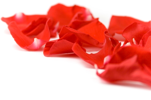 Red petals over white background