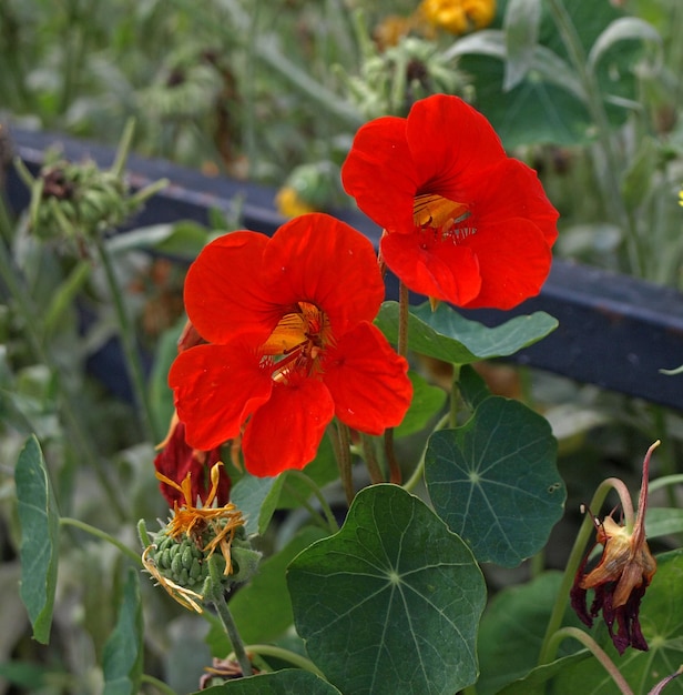 庭の赤いペチュニアの花