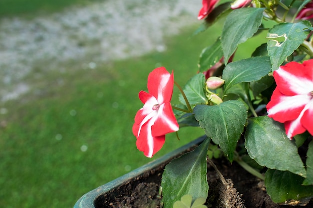 Красные цветы Петунии (Petunia hybrida)