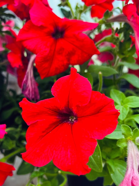 Red petunia flowers a red flower is in a pot with green leaves