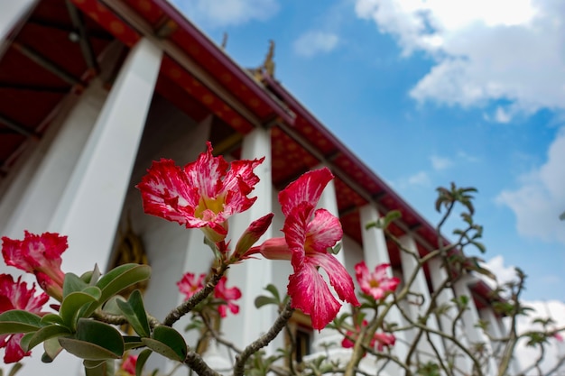 寺院の赤いペチュニア