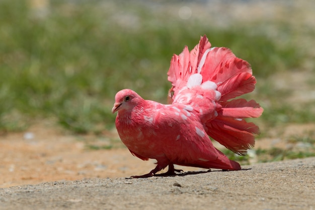 Red pigeon on the ground