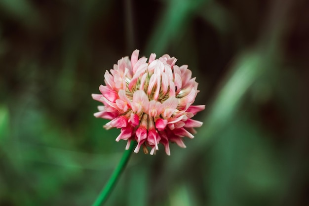 Red pink clover on green blurred grass background