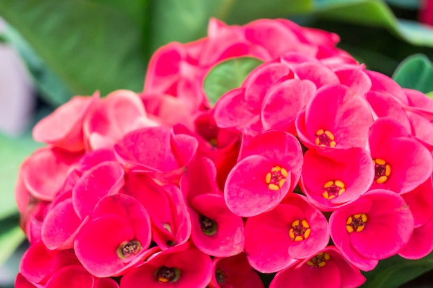 Red pink Crown of thorns bouquet.